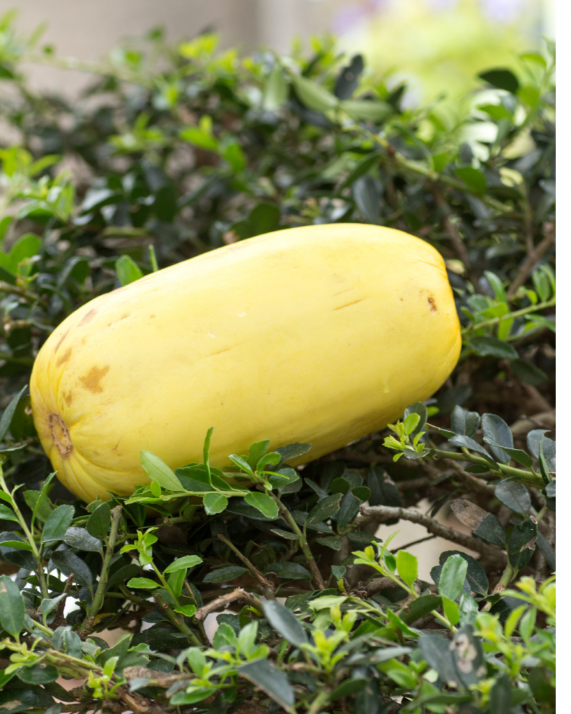 Konsumsi Timun Suri Meningkat Selama Ramadhan