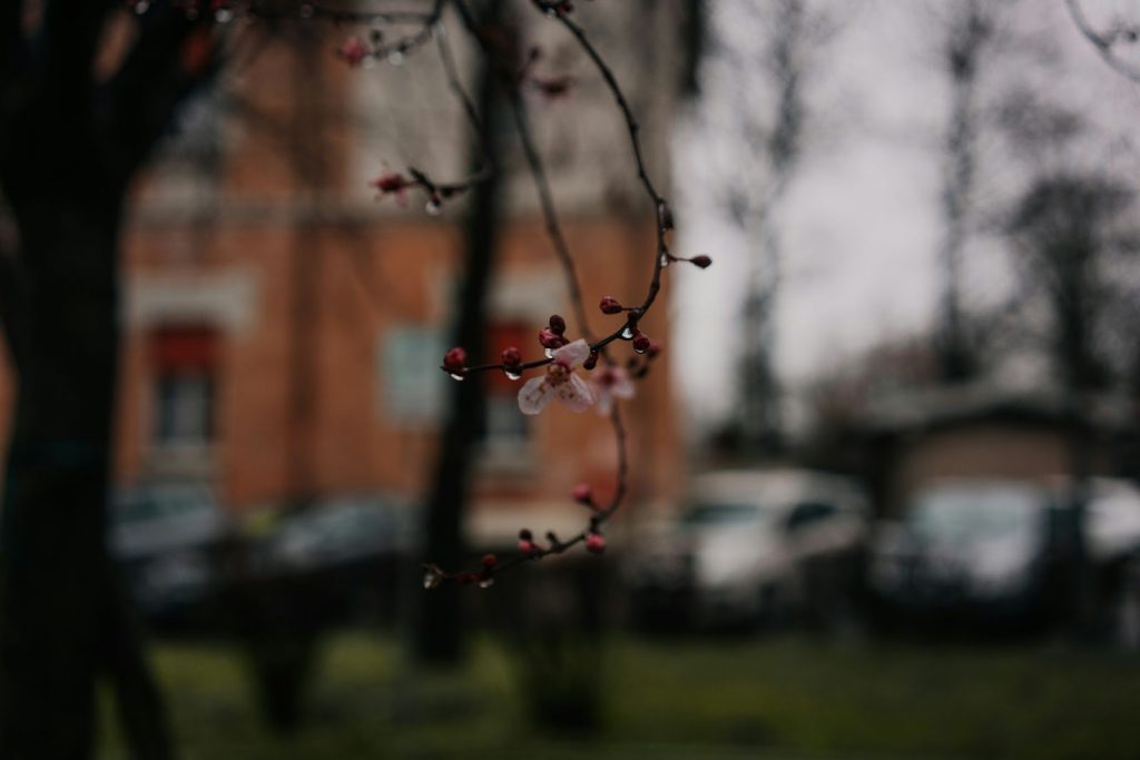 Musim Hujan, Rumah Bisa Tetap Cantik dengan 5 Tanaman Hias Ini