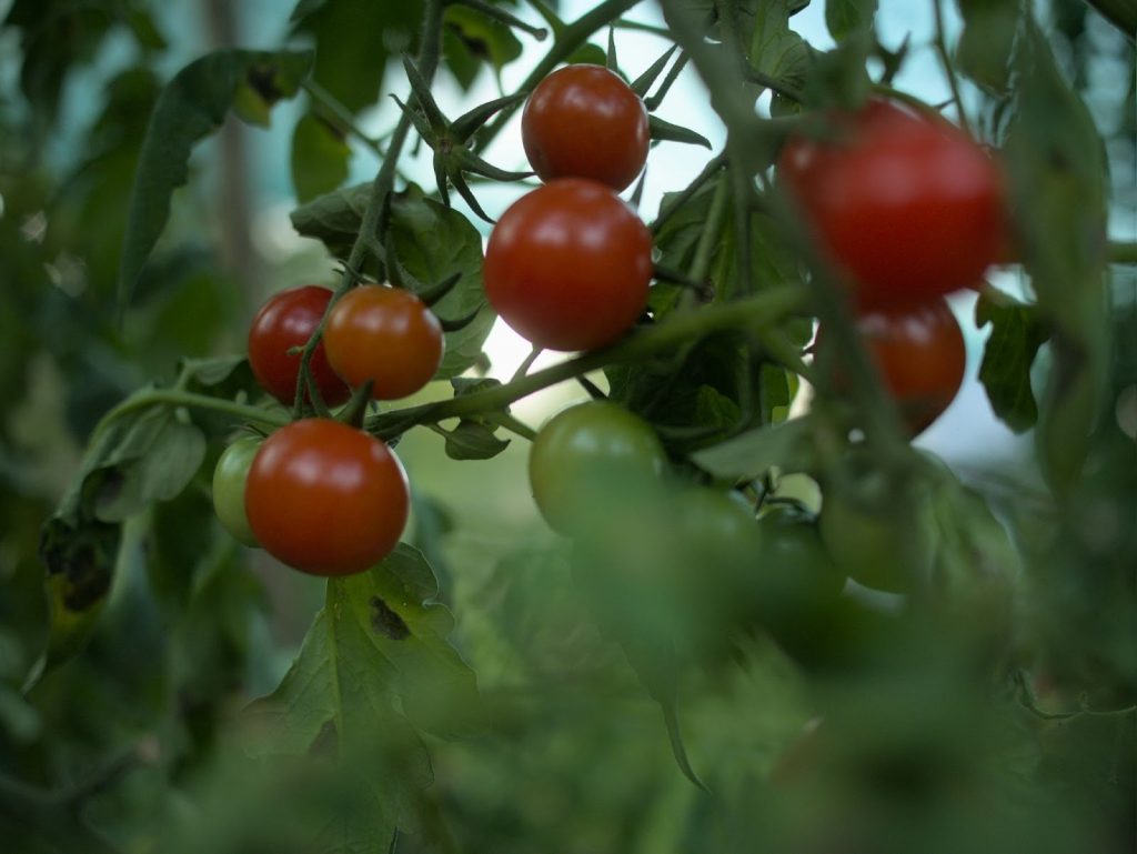 Budidaya Tomat Makin Gencar di 2026