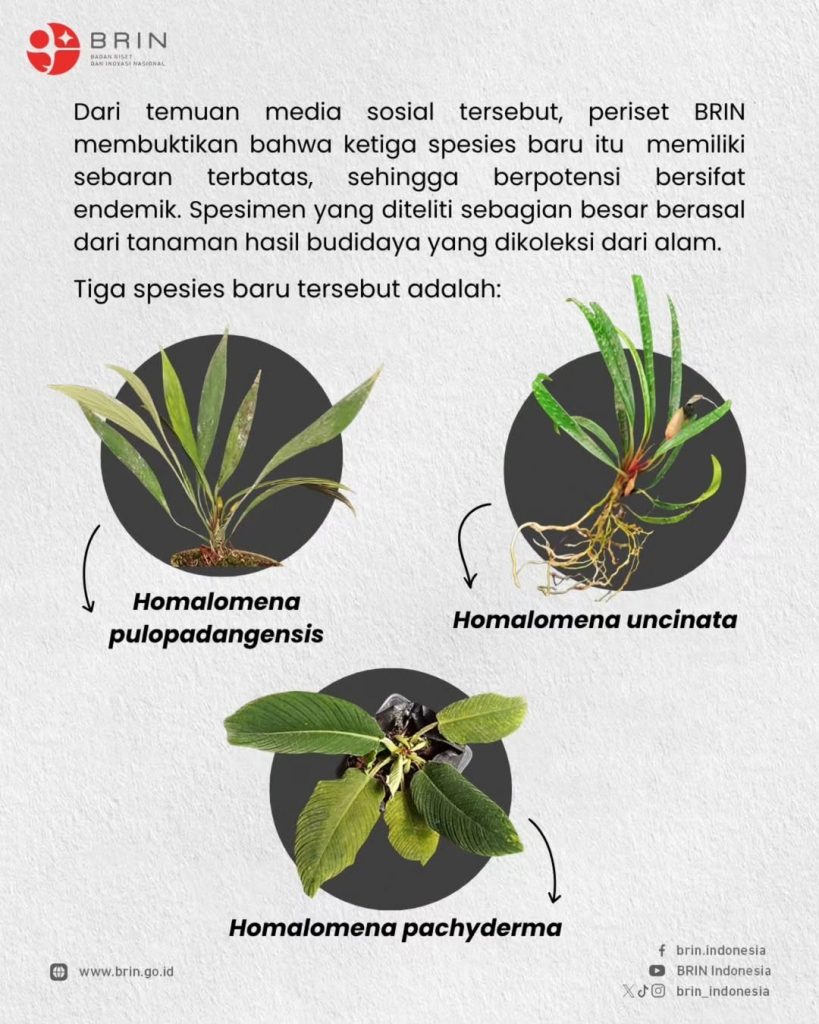 Peran Media Sosial Pada Penemuan 3 Spesies Baru Tanaman Ini