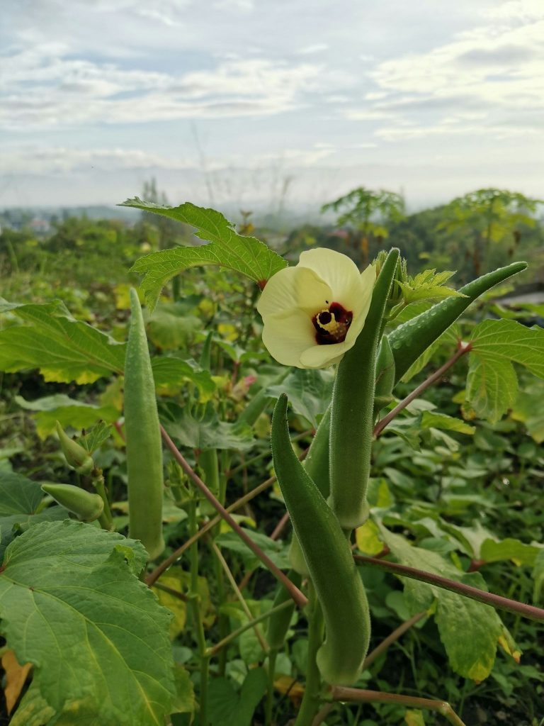 Tanaman yang Cocok Ditanam Saat Musim Kemarau