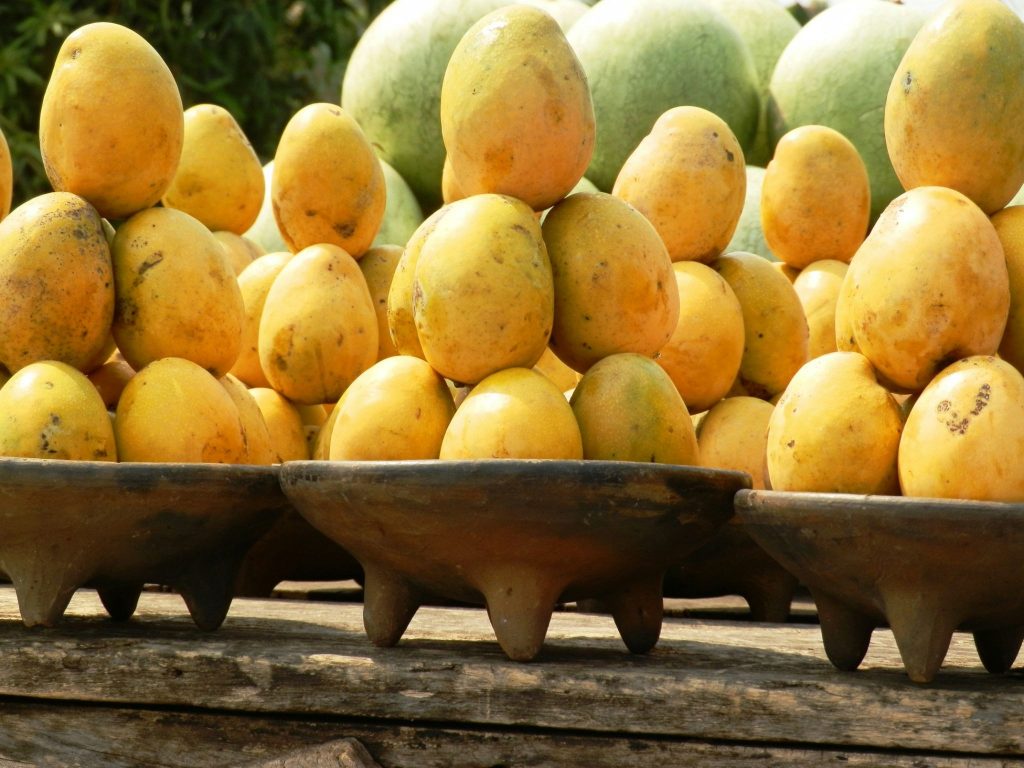Musim Panen Mangga Tiba, Petani Optimistis Produksi dan Permintaan Meningkat