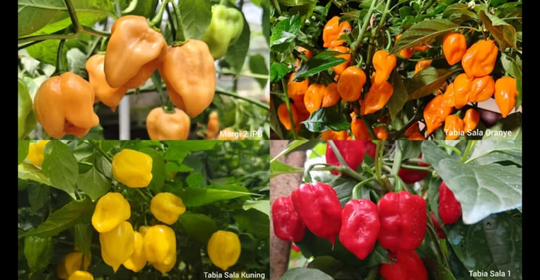 Varietas Lokal Pedas Ekstrem : Cabai Habanero Racikan IPB Resmi Diluncurkan